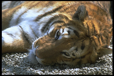 Tiger im Zoo von Stadt Haag/Österreich